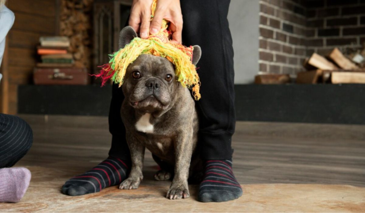 Para quem pensa em levar o pet para curtir a folia, é preciso ficar atento aos cuidados. Foto: Freepik