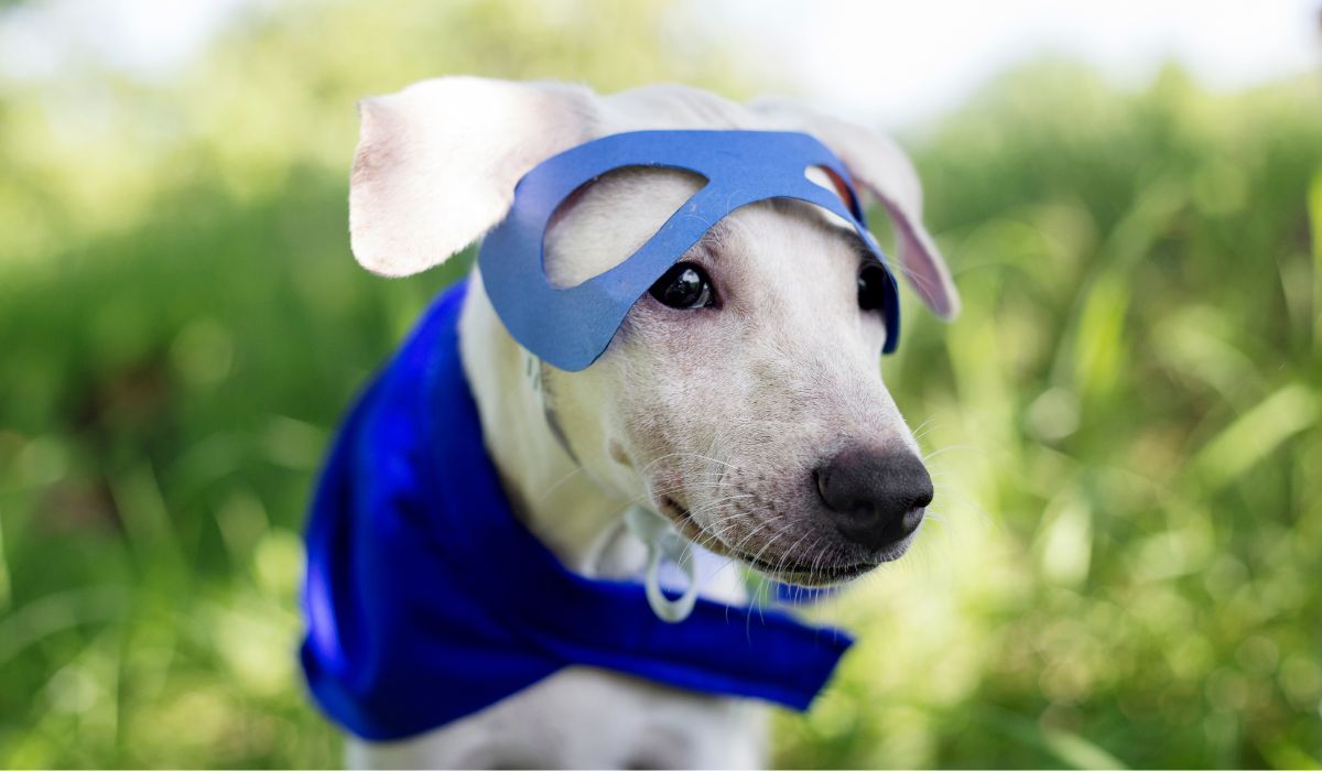 Um das orientações da médica é que os tutores usem fantasias apenas quando o pet já é acostumado. Foto: Freepik