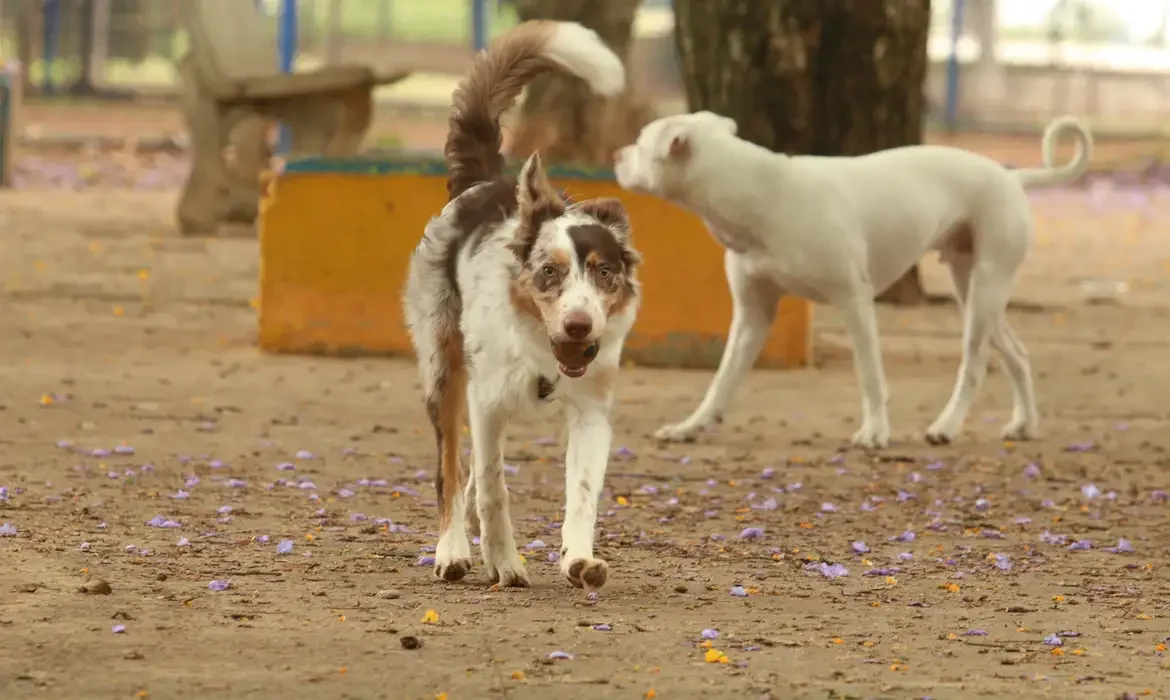 Animais expostos a aglomerações durante o carnaval podem sofrer estresse e problemas de saúde.