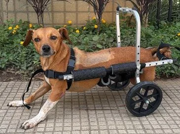 Cachorra paraplégica chamada Valente é resgatada debaixo de veículo em Ubá.
