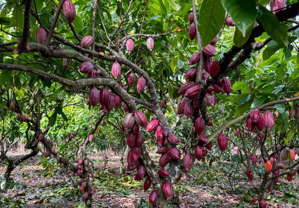 Rota do Cacau: sabores, história e tradição no norte do Espírito Santo