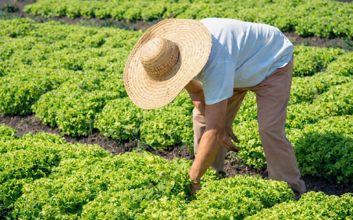 O agro capixaba foi o setor que mais cresceu na composição do PIB acumulado de 2025. Foto: Incaper/Seag