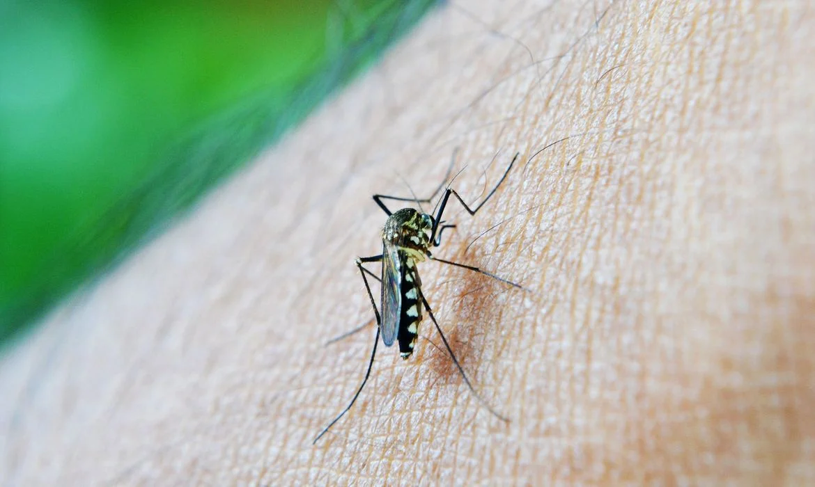 Casos de Chikungunya em Dourados levam governo a declarar emergência em saúde pública.