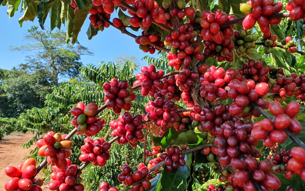 Café está entre os produtos que apresentaram alta na cesta básica de fevereiro. Foto: Embrapa
