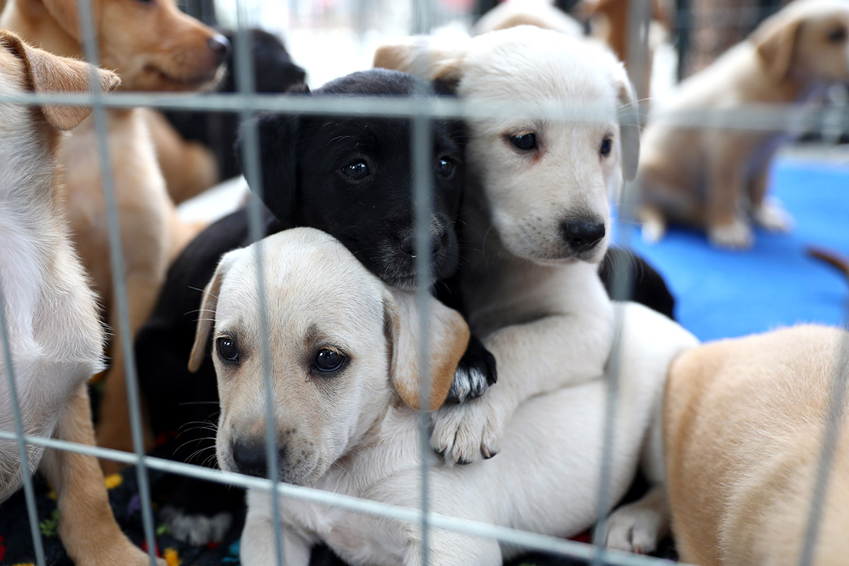Programação especial na Assembleia Legislativa debate políticas públicas e ações de proteção aos animais no Espírito Santo.