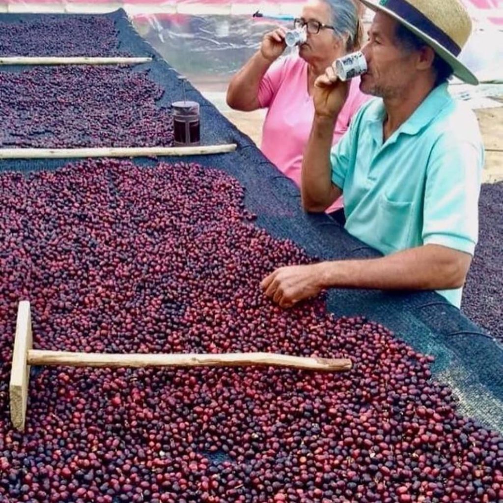"Cafés de Origem Caparaó": roteiro une experiência, turismo e gastronomia