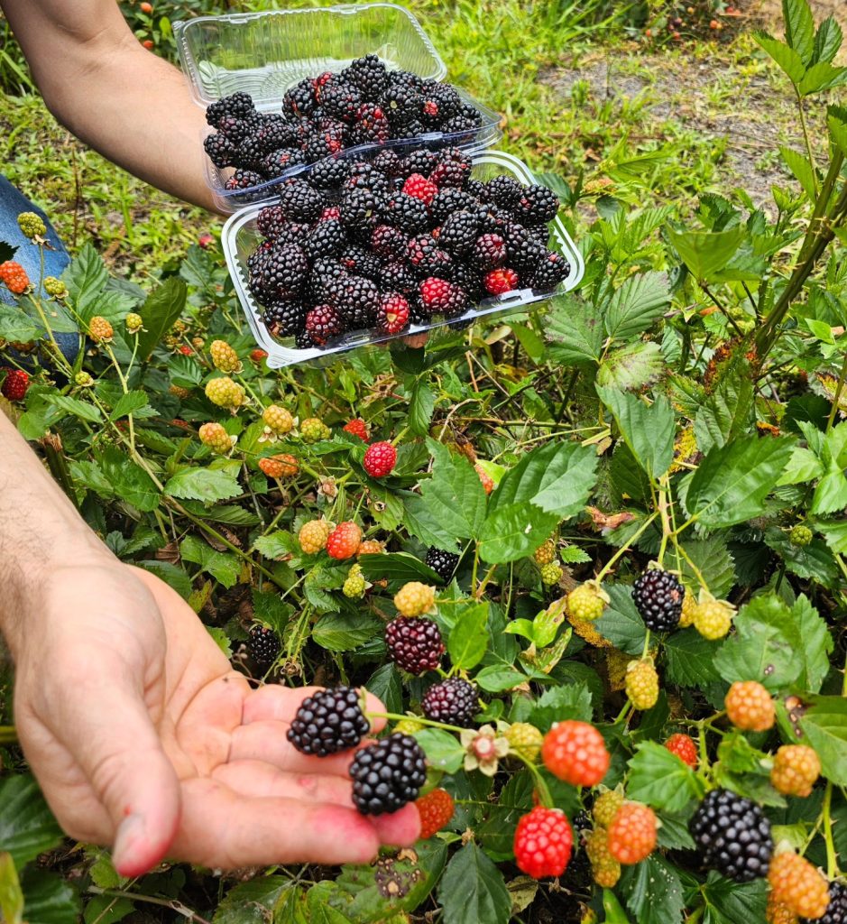 Sabores e experiências na charmosa Rota do Carmo, em Pedra Azul