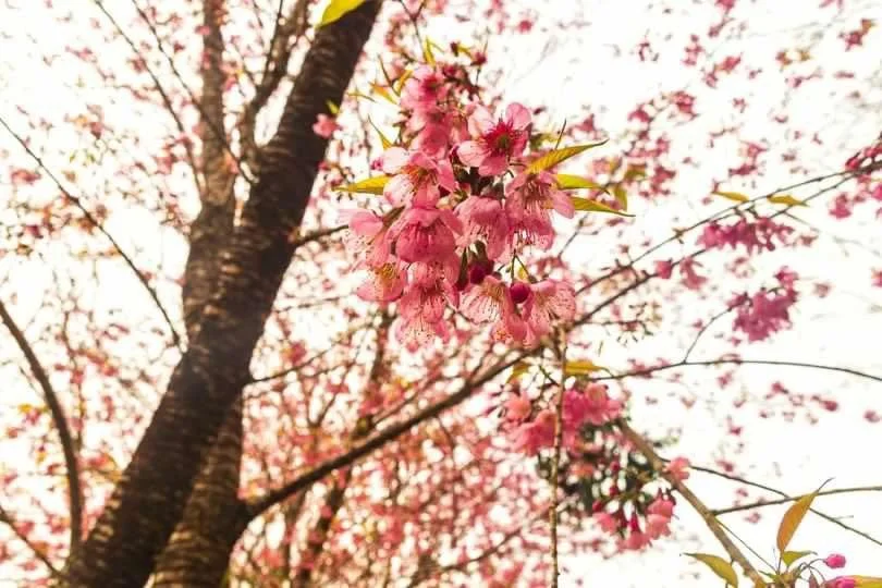 Bosque das Cerejeiras: um espetáculo de cores nas montanhas capixabas Bosque das Cerejeiras: um espetáculo de cores nas montanhas capixabas