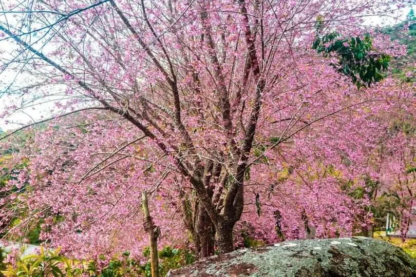 Bosque das Cerejeiras: um espetáculo de cores nas montanhas capixabas Bosque das Cerejeiras: um espetáculo de cores nas montanhas capixabas