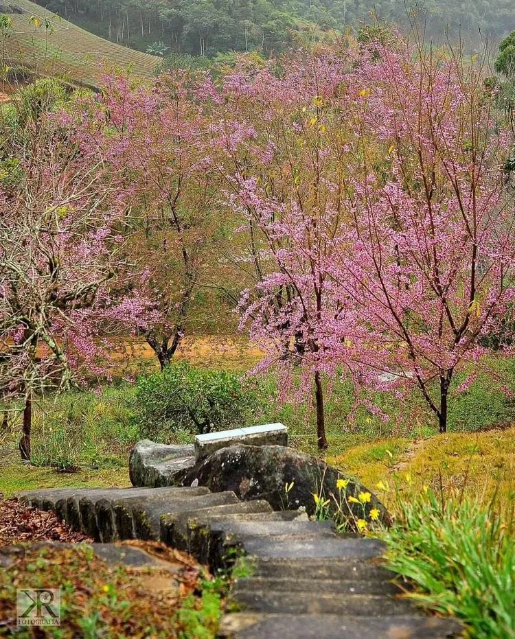 Bosque das Cerejeiras: um espetáculo de cores nas montanhas capixabas Bosque das Cerejeiras: um espetáculo de cores nas montanhas capixabas