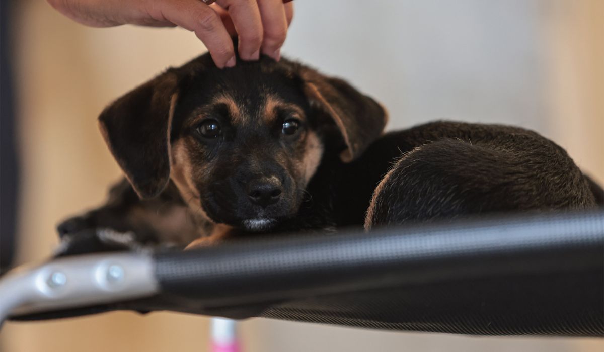 Lei define guarda compartilhada de pets. Foto: Paulo Pinto/Agência Brasil