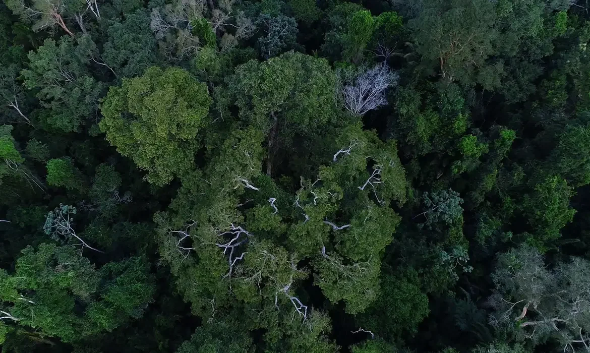 Investimentos do programa reduzem incêndios florestais na Amazônia em 70 municípios.