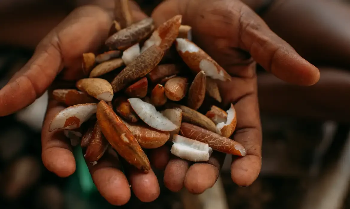 Instituto oferece bolsas para bioinovação na Amazônia com foco em produtos da floresta.