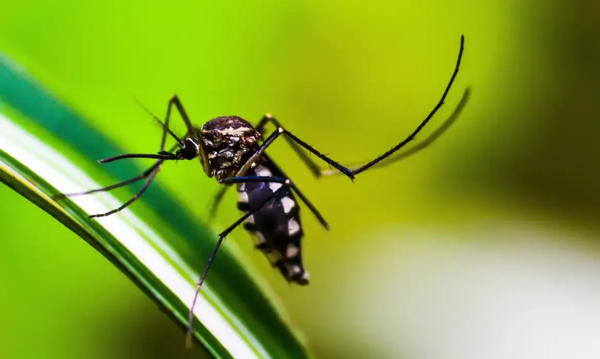 Dados do Ministério da Saúde mostram queda de 75% nos casos de dengue em 2026.