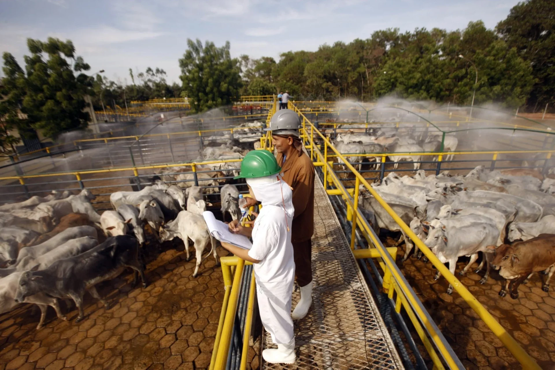 Suspensão de importação de carne da Frigosul pela China devido a substância proibida.