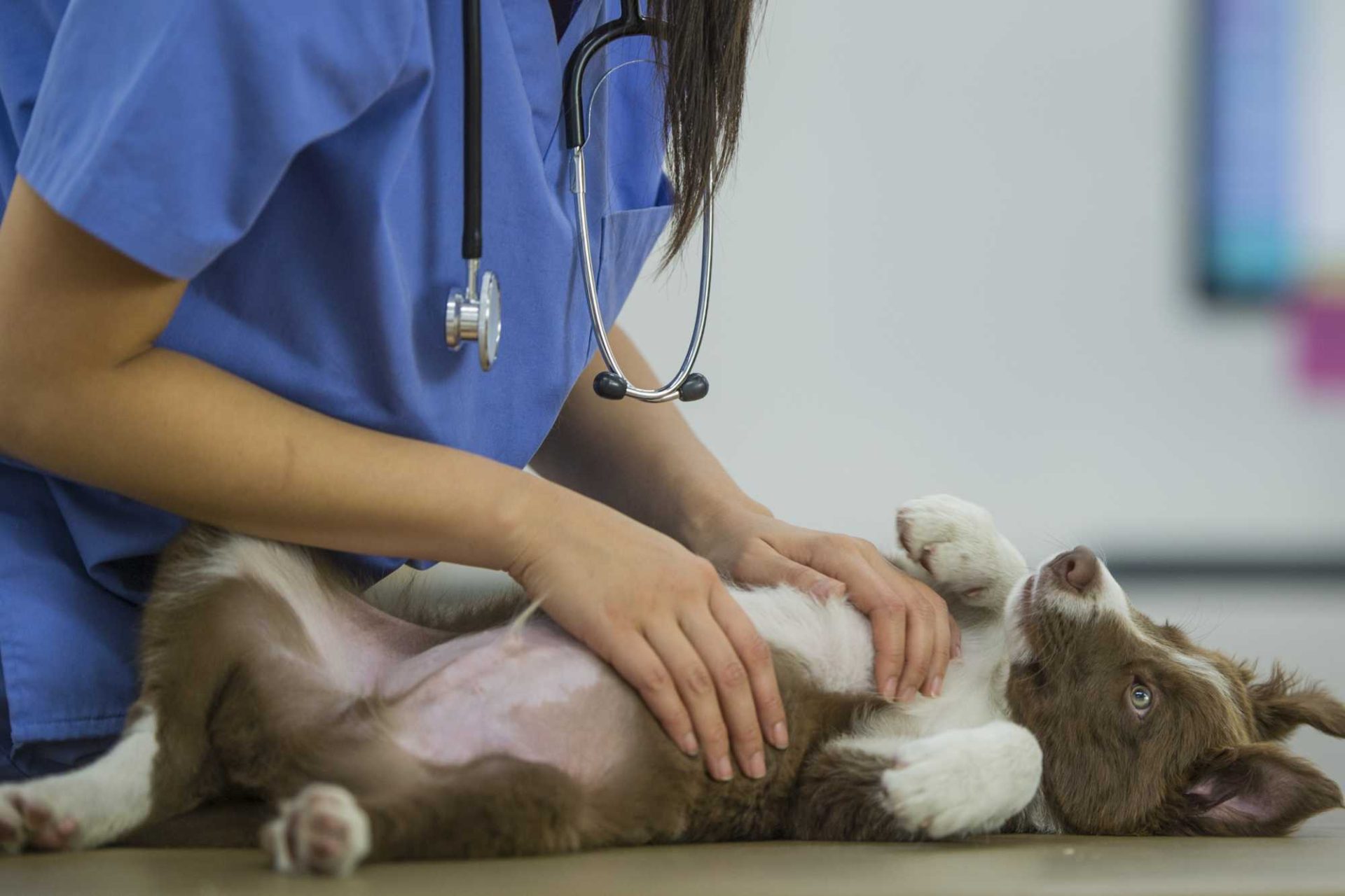 Castração e atendimento veterinário ampliam o bem-estar animal entre famílias vulneráveis. Foto: Freepik