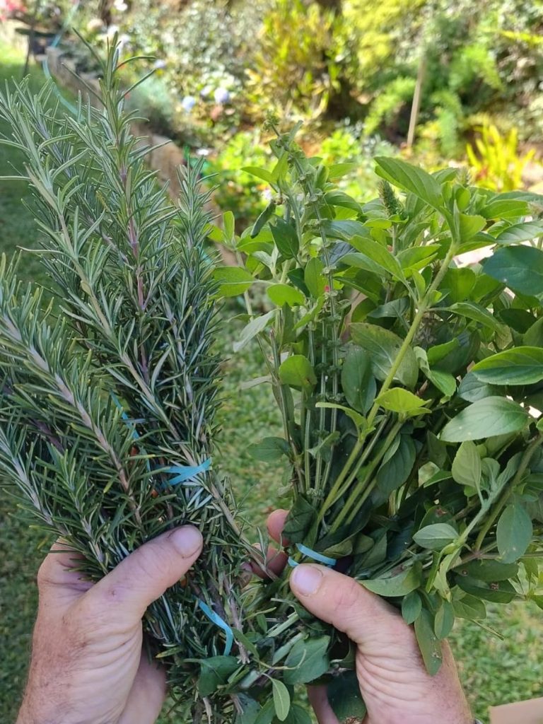 Descubra a Rota das Cavernas e Plantas Medicinais de Aracê Descubra a Rota das Cavernas e Plantas Medicinais de Aracê
