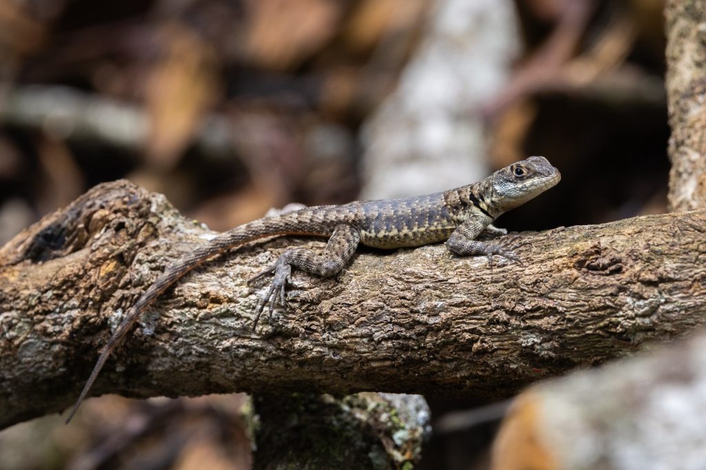 Reserva Kaetés: Mata Atlântica preservada no sul do ES Reserva Kaetés: Mata Atlântica preservada no sul do ES