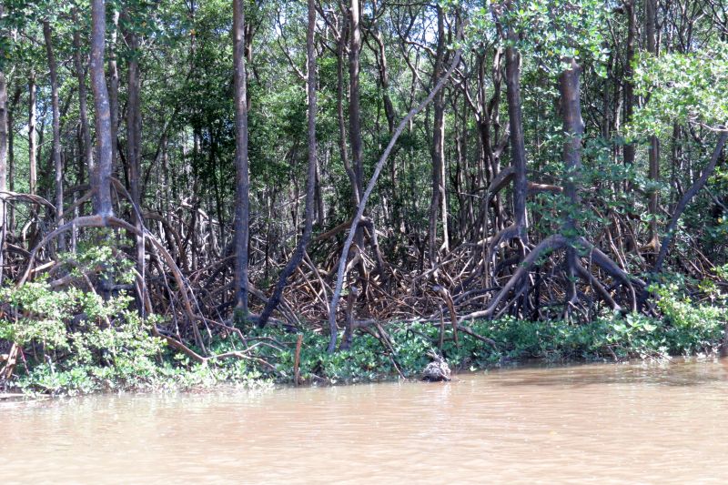 Manguezal de Anchieta é um dos mais preservados do Estado