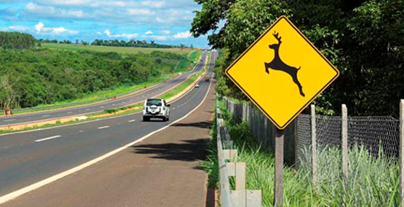 Projeto amplia debate sobre segurança viária e proteção da fauna nas rodovias capixabas. Foto: Agência Brasil