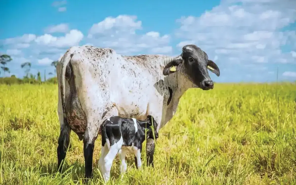 Exportações de carne bovina do Brasil alcançam 50% da cota anual na China.
