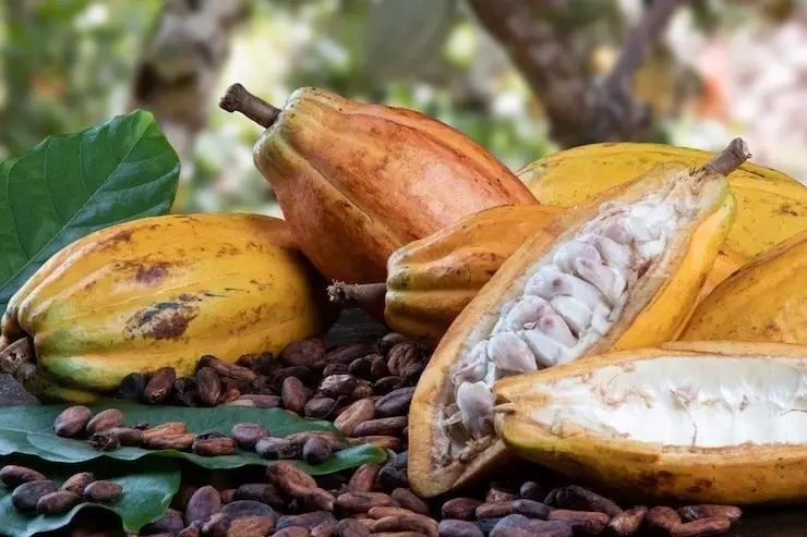 Legislação federal aumenta teor de cacau em chocolates e favorece produtores capixabas.