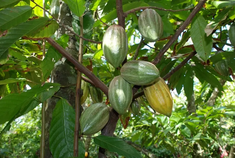 Em 2025, a produção capixaba de cacau atingiu o melhor resultado dos últimos 11 anos, com crescimento de 6% e cerca de 12,9 mil toneladas de amêndoas produzidas