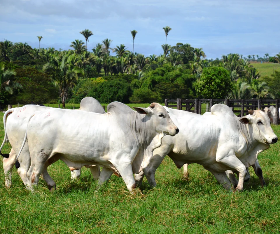 Governo do Brasil tenta reverter veto da União Europeia à exportação de carne