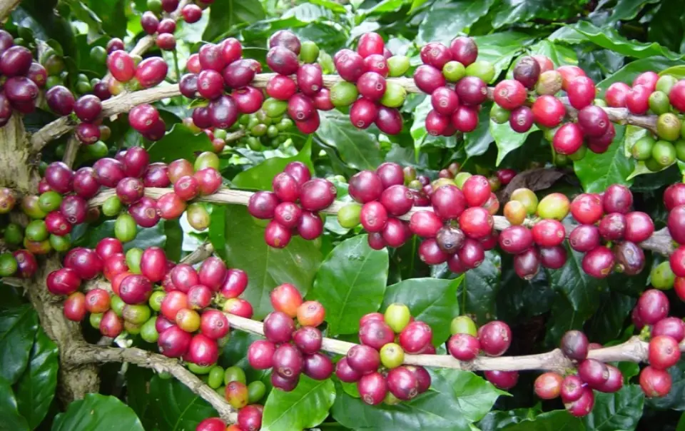 A proposta do Summit é analisar os movimentos atuais do setor e projetar os cenários que devem impactar diretamente o mercado de café nos próximos anos.