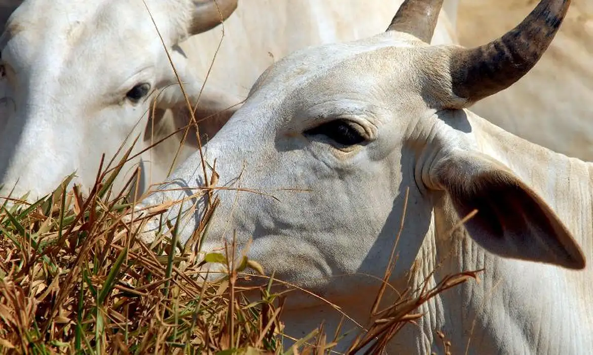União Europeia veta importação de carne brasileira devido ao uso de antimicrobianos.