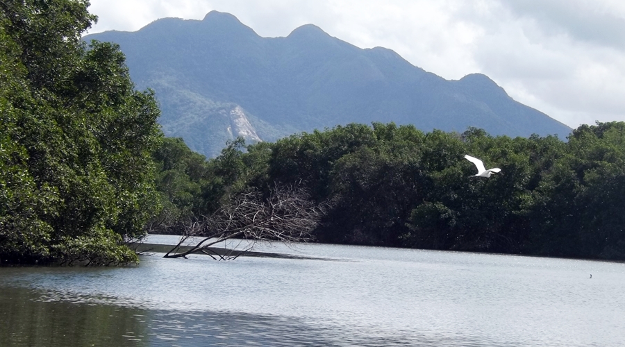 Ilha do Lameirão preserva o maior manguezal de Vitória