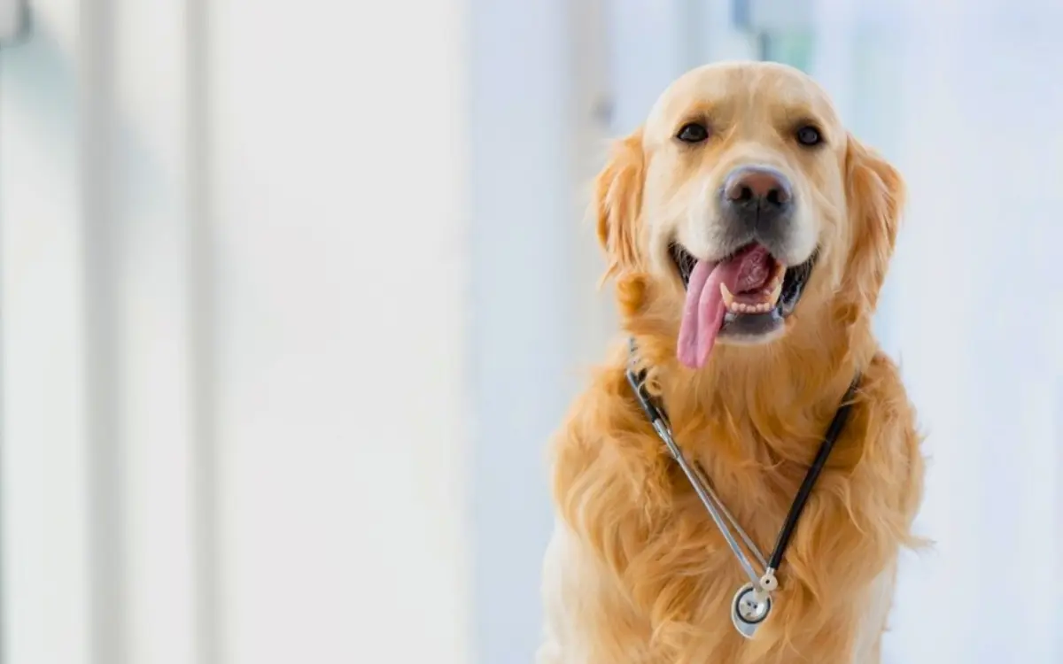 Cães farejadores são treinados para identificar doenças como câncer e tuberculose.