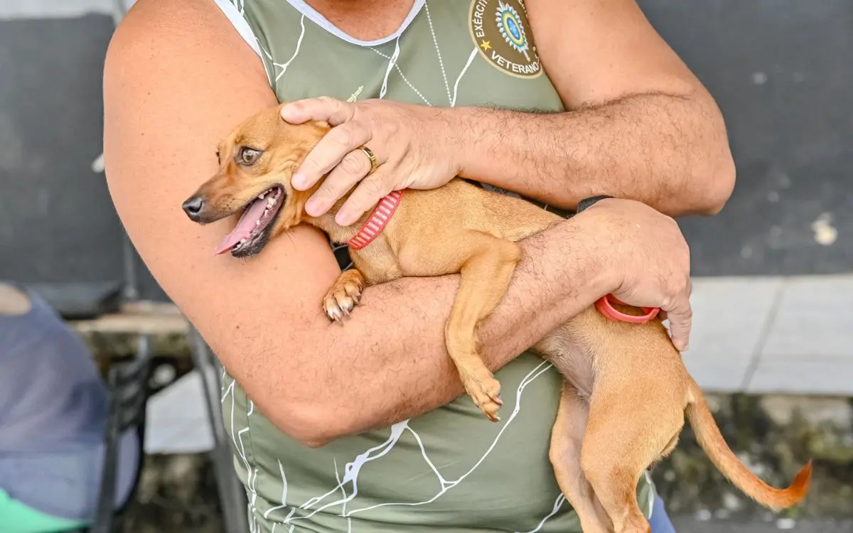 Copa do Mundo: saiba como proteger os pets durante as comemorações