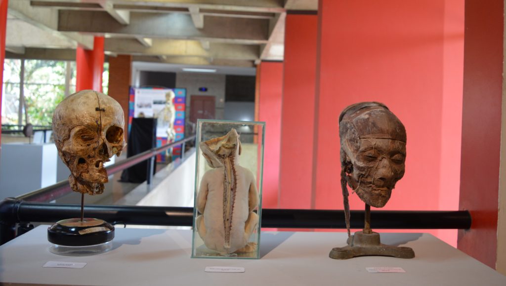 Museu de Ciências da Vida: descoberta e aprendizado na Ufes