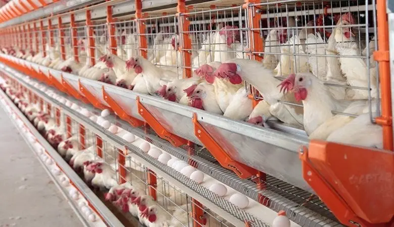 O projeto prevê investimento de R$ 25 milhões, capacidade para o abate de até 50 mil aves por dia.
