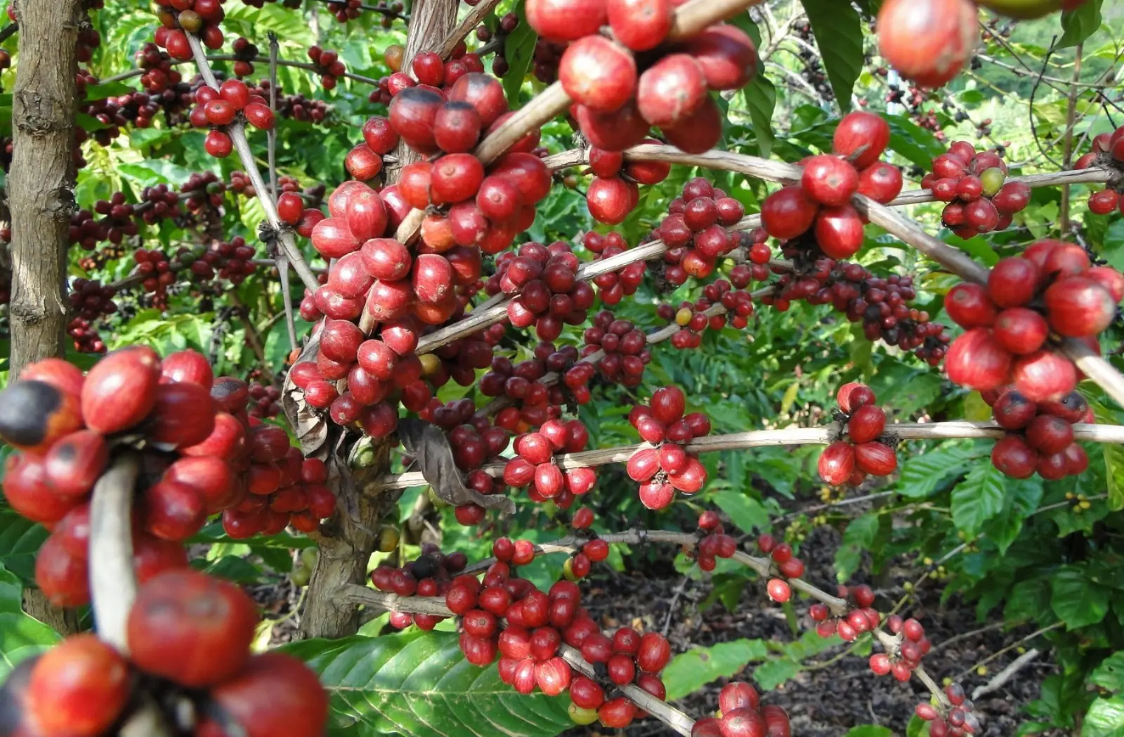 Novas cultivares de café arábica recomendadas pelo Incaper têm ampliado a produtividade da cafeicultura orgânica nas Montanhas Capixabas.