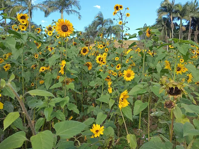 Bello Giardino: flores, paisagismo e charme nas Montanhas Capixabas