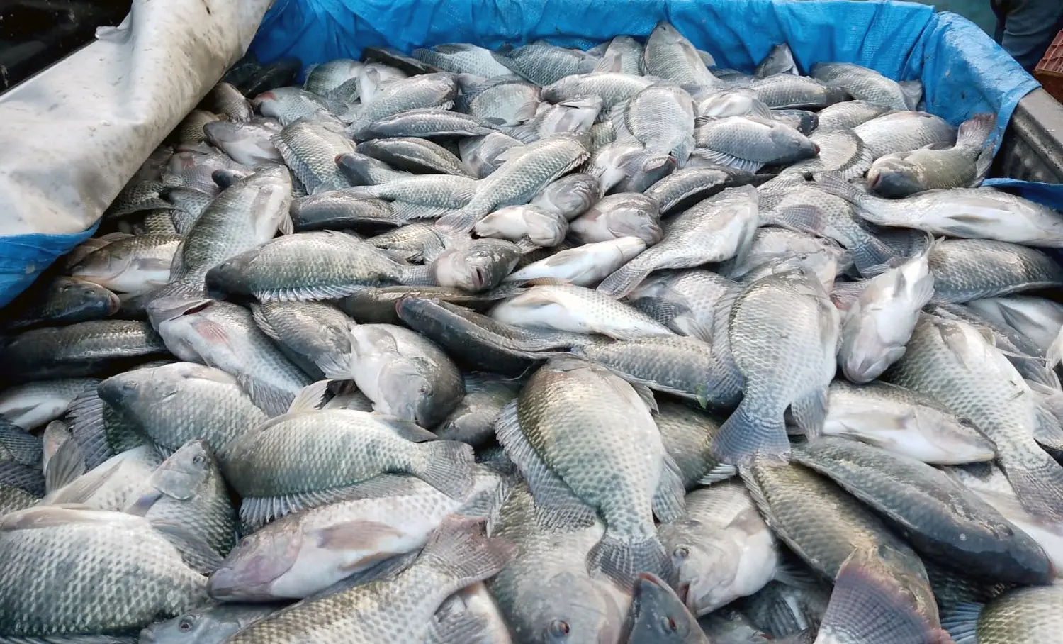 A tilápia lidera a produção da cooperativa, com participação direta de cerca de 150 cooperados.