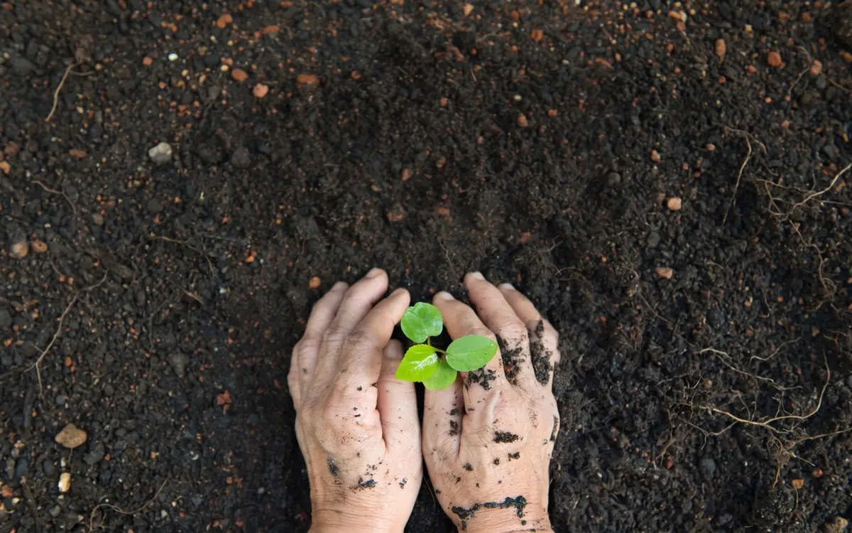 Biochar produzido a partir da palha do café no agronegócio do Espírito Santo.