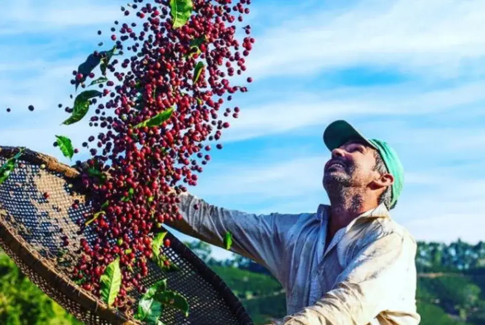Os dez primeiros colocados NO Concurso de Qualidade do Café Conilon ganham prêmios.