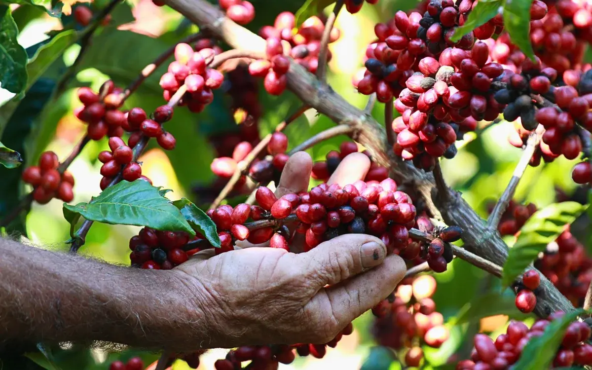 A colheita de café conilon deve ser menor do que a prevista pelas operadoras.