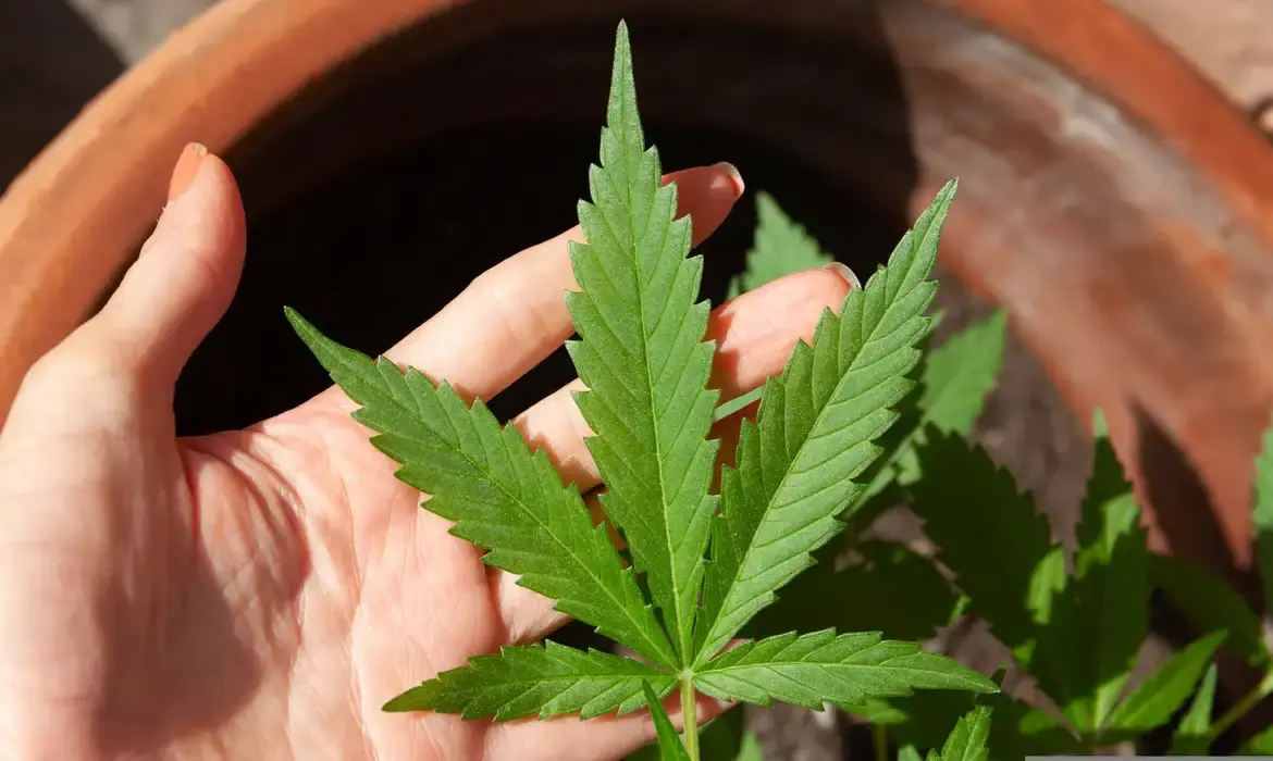 Evento em Fortaleza discute cannabis medicinal e suas aplicações terapêuticas.