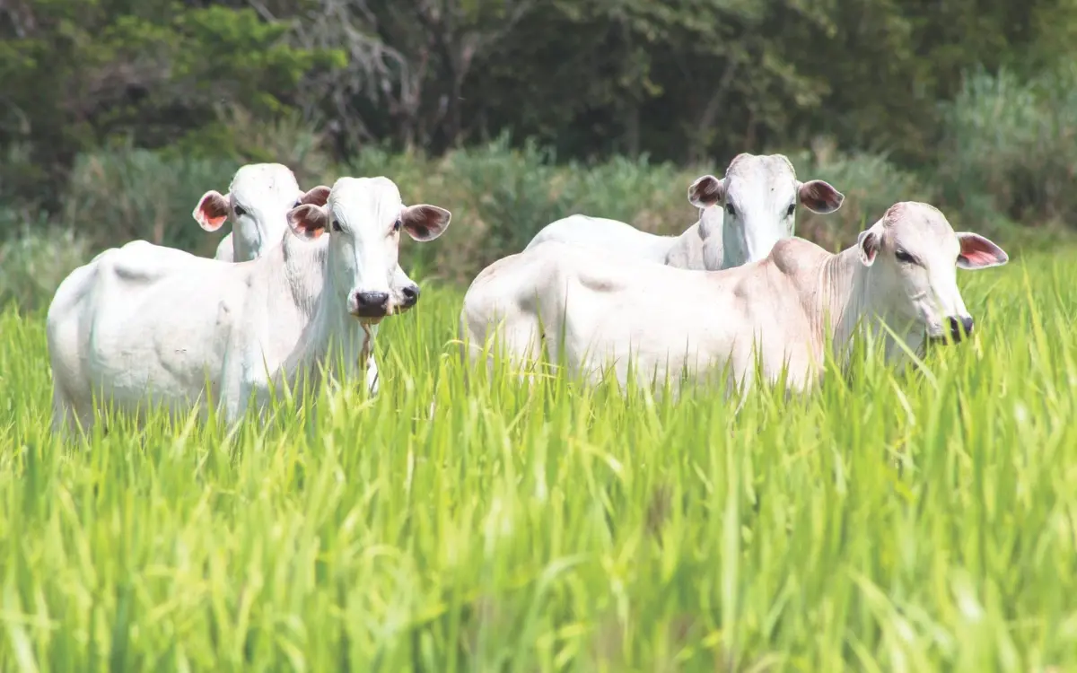 Cooperativas agropecuárias têm desempenhado papel central na adaptação do agro capixaba às novas exigências internacionais