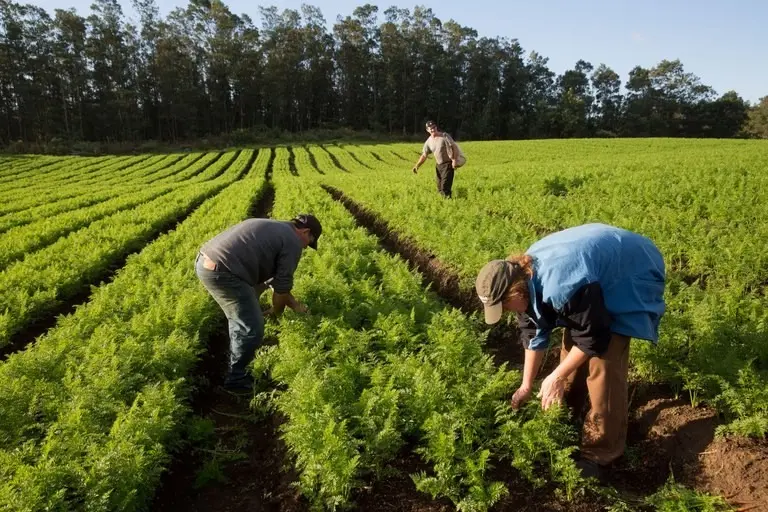 Sicoob ES anuncia previsão de recursos para financiar diferentes cadeias produtivas do campo.