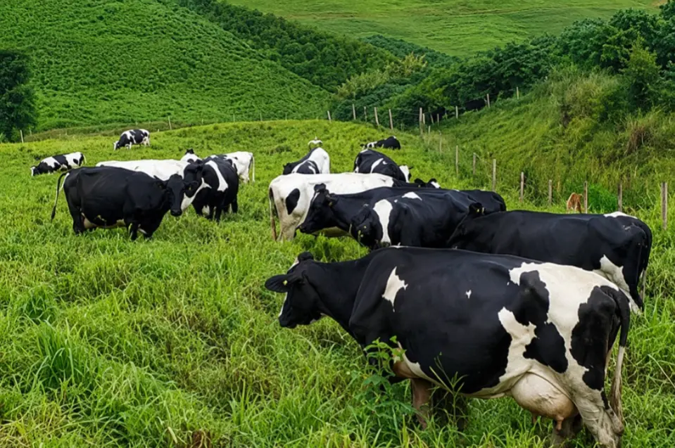 Novo modelo permitirá que cooperativas agropecuárias firmem termos de fomento diretamente com o Governo do Estado.