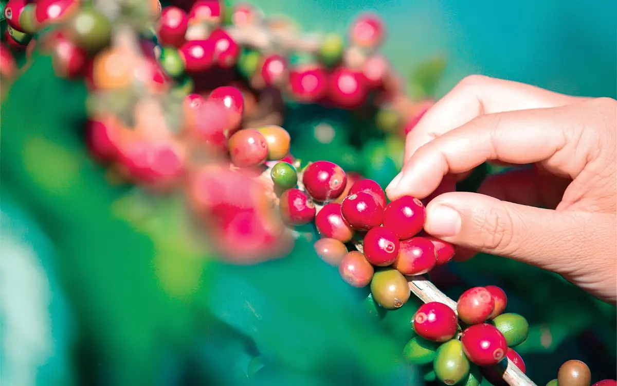 Cooabriel premia cafeicultores com certificação 4C por práticas sustentáveis no café.