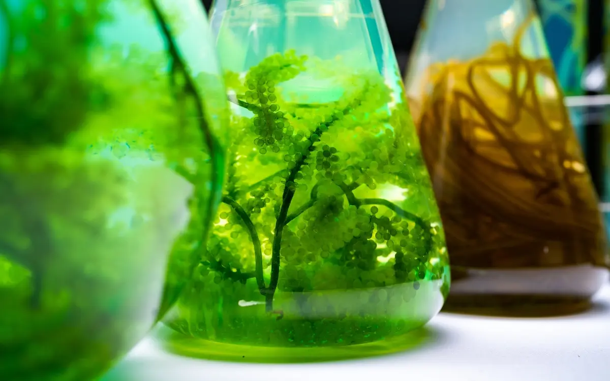 Tecnologia de microalgas é utilizada para produzir bioinsumos no Espírito Santo.