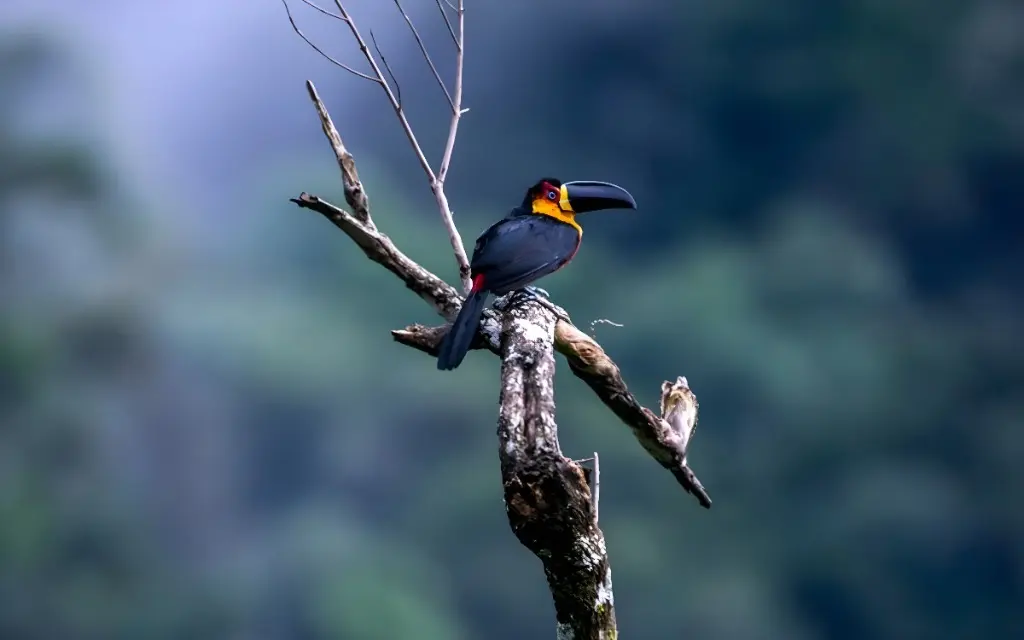 A Reserva Águia Branca reúne 316 espécies catalogadas, incluindo cerca de 30 endêmicas da Mata Atlântica e cinco ameaçadas de extinção, reconhecidas pela União Internacional para a Conservação da Natureza (IUCN)